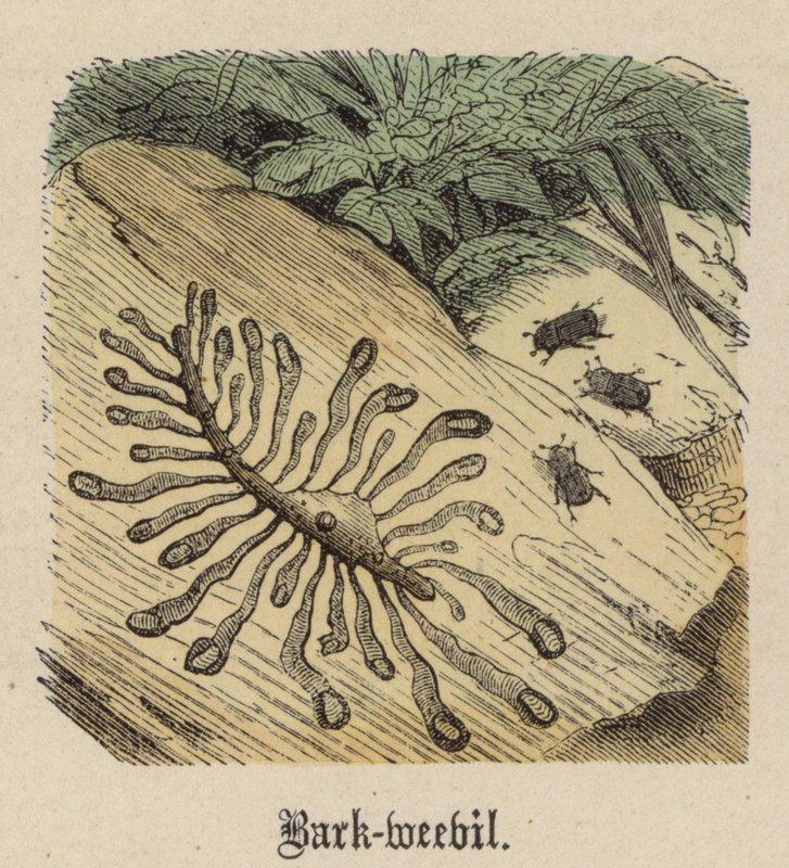 Punteruolo della corteccia da Friedrich Specht