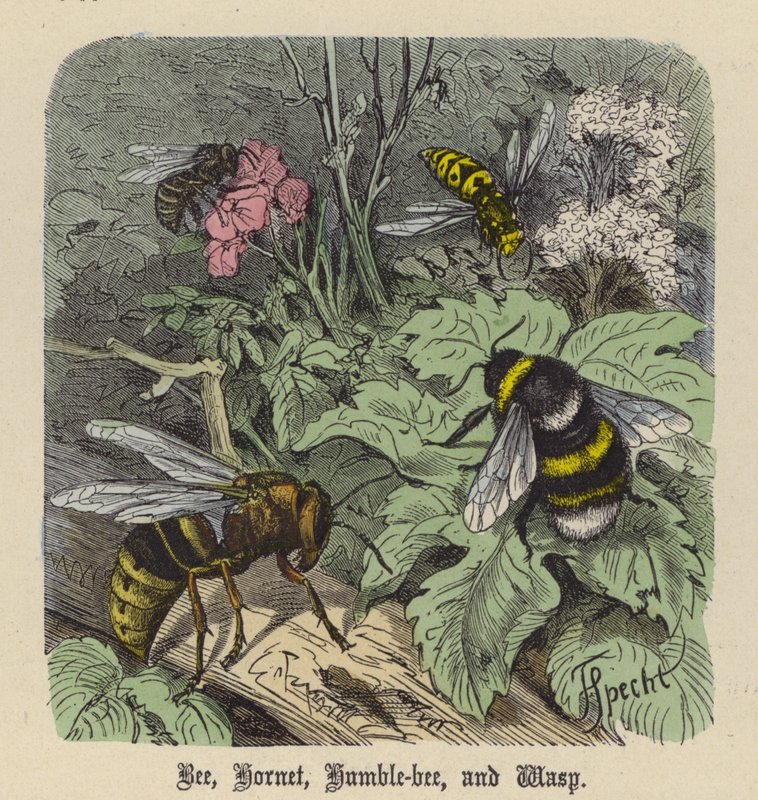 Ape, Calabrone, Bombi e Vespa da Friedrich Specht