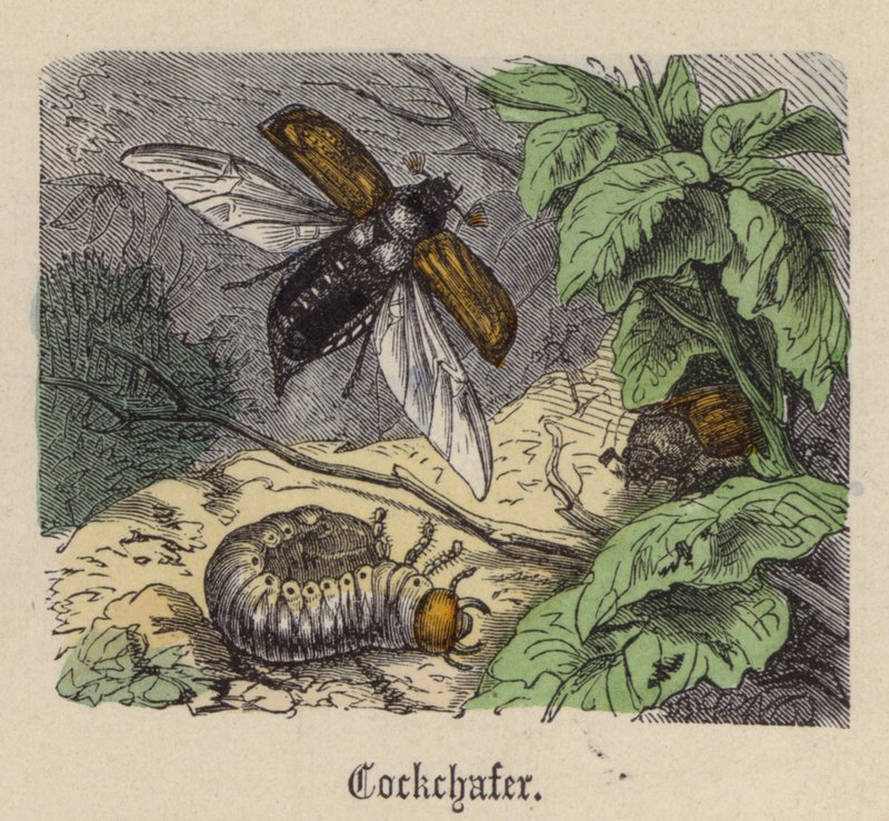 Maggiolino da Friedrich Specht