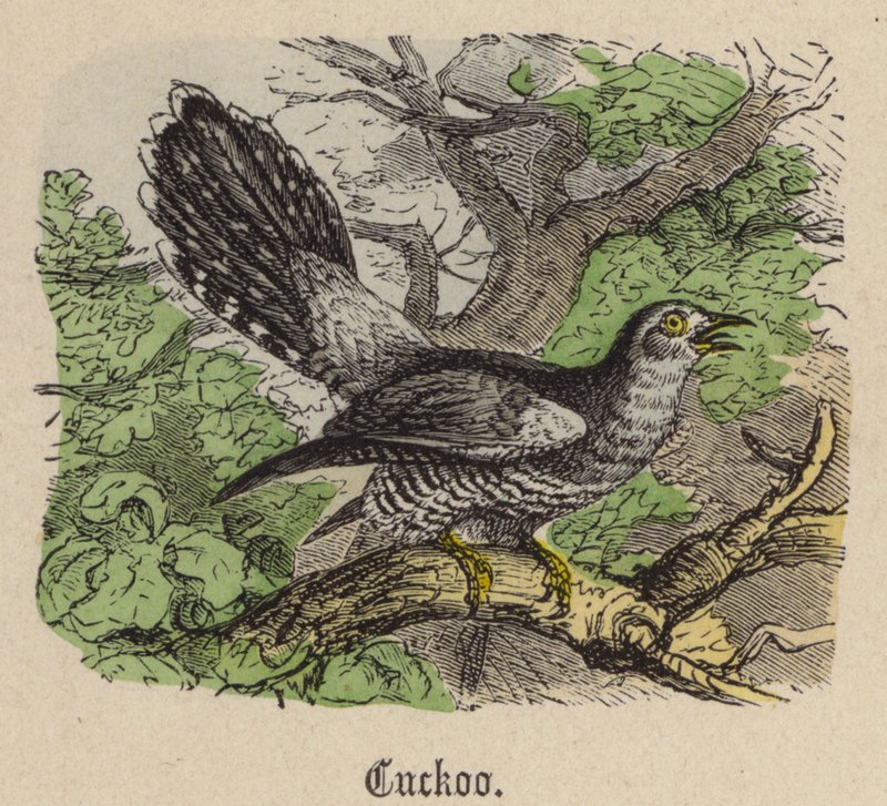 Cuculo da Friedrich Specht