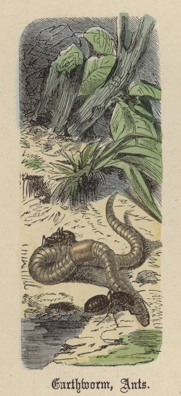 Lombrico, Formiche (incisione colorata) da Friedrich Specht