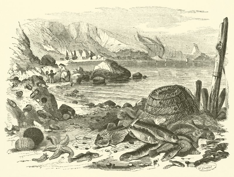 Pesca da Friedrich Specht