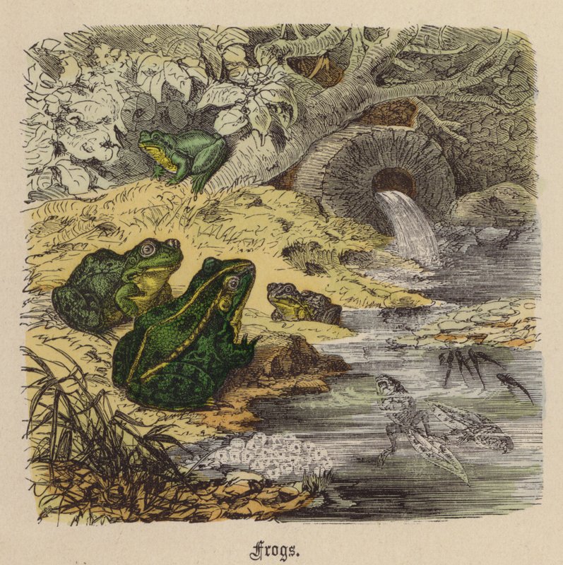 Rane (incisione colorata) da Friedrich Specht