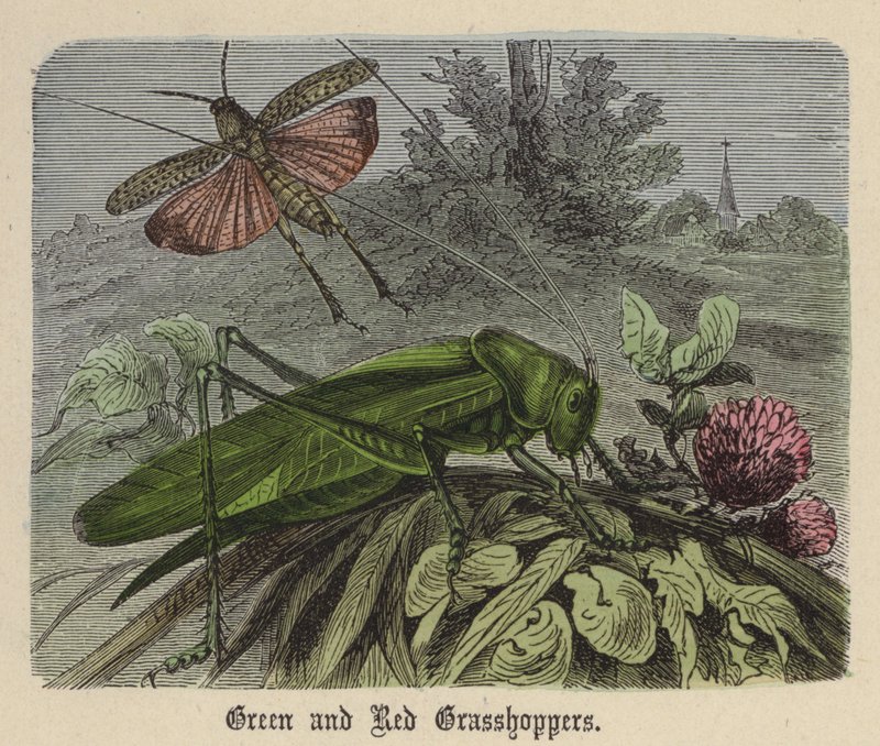 Cavallette verdi e rosse da Friedrich Specht