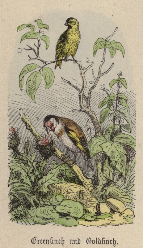 Verdone e Cardellino da Friedrich Specht