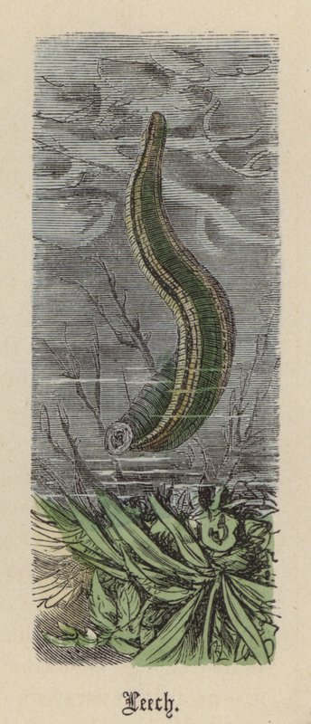 Sanguisuga da Friedrich Specht
