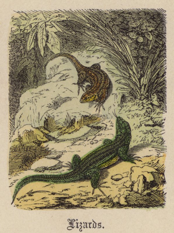 Lucertole (incisione colorata) da Friedrich Specht