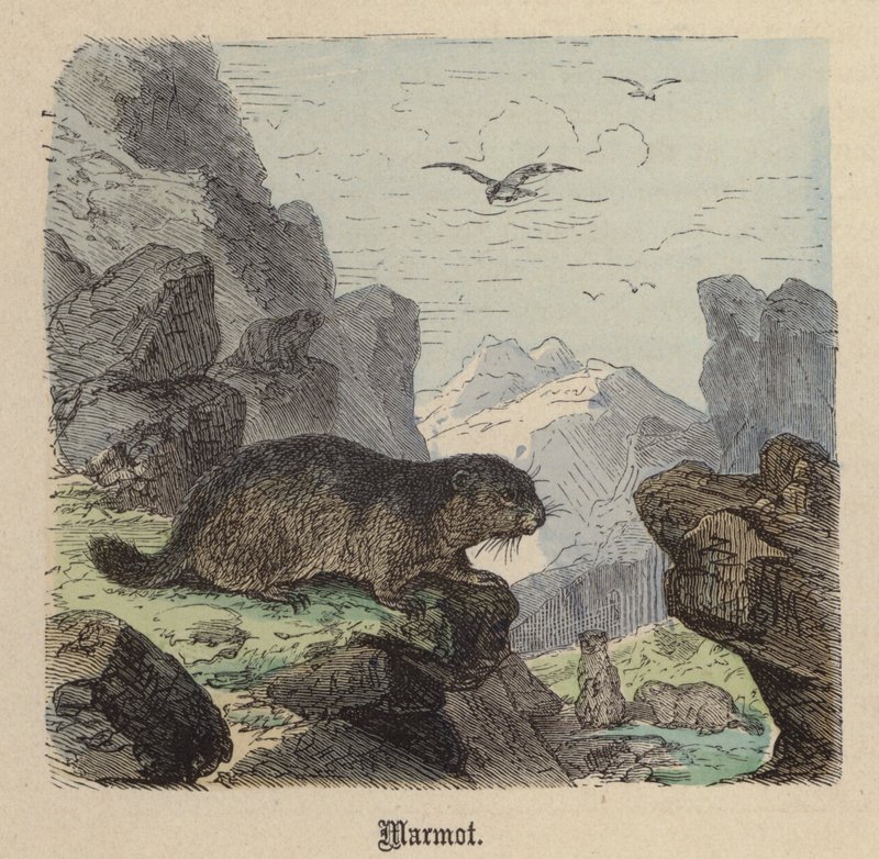 Marmotta da Friedrich Specht