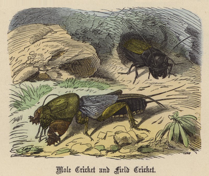 Grillo Talpa e Grillo Campestre da Friedrich Specht