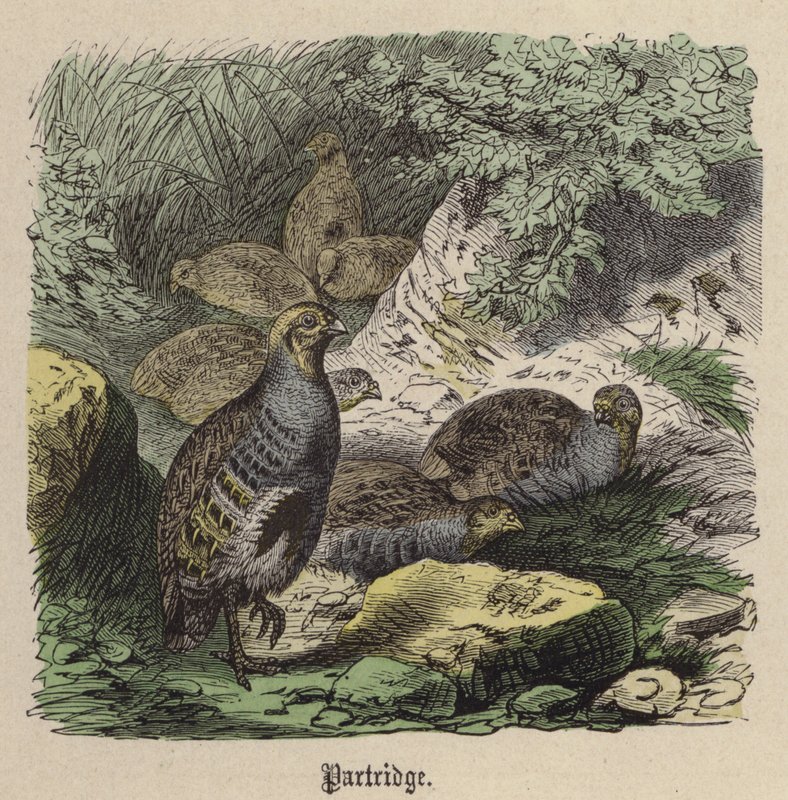 Pernice da Friedrich Specht