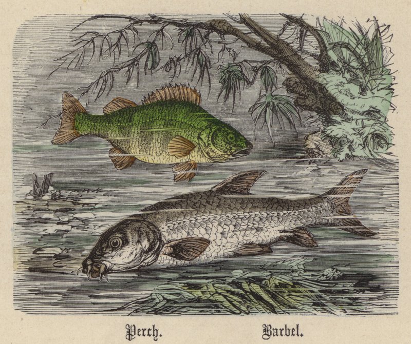 Persico, Barbo da Friedrich Specht