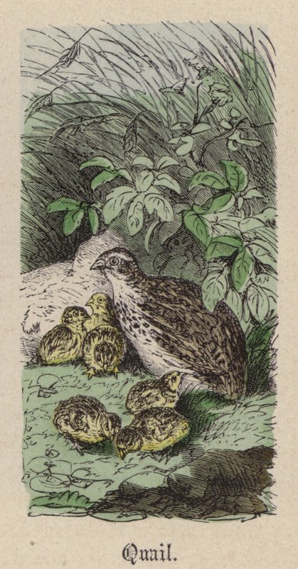 Quaglia da Friedrich Specht