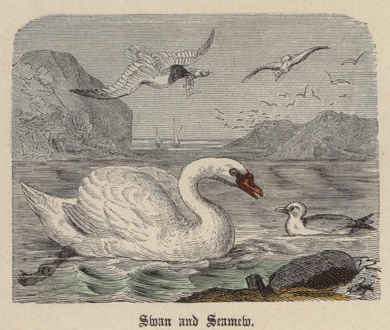 Cigno e Gabbiano da Friedrich Specht