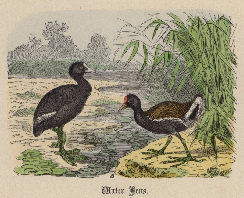 Gallinelle d