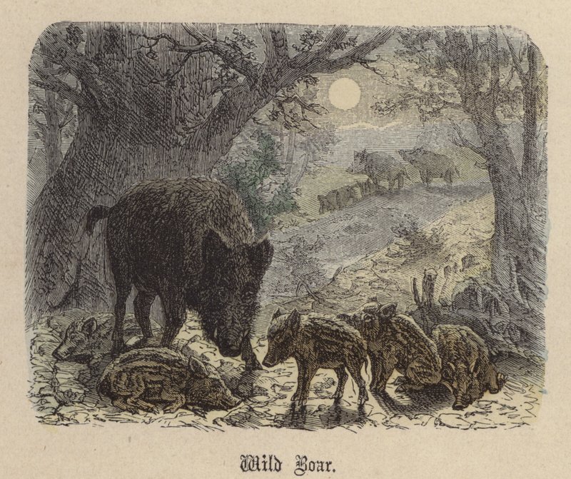 Cinghiale da Friedrich Specht