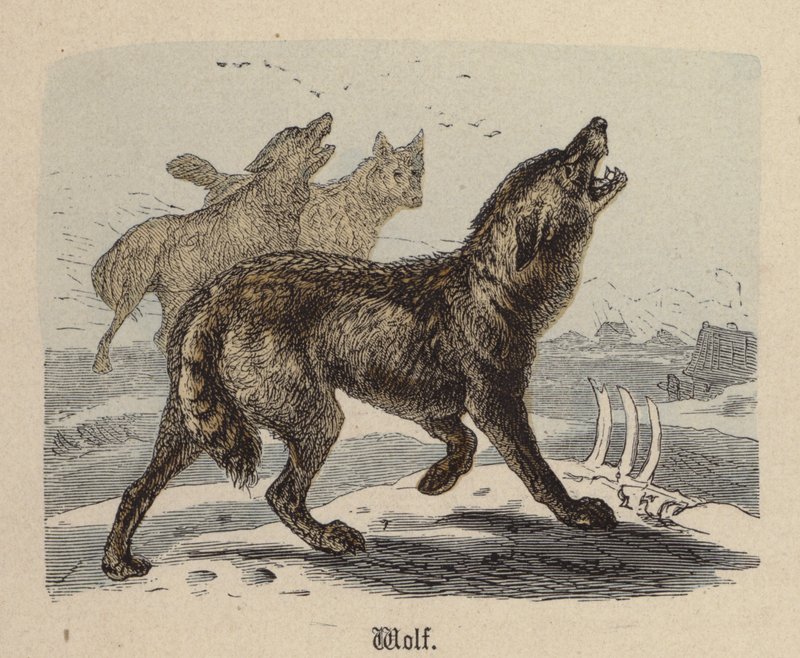 Lupo (incisione colorata) da Friedrich Specht