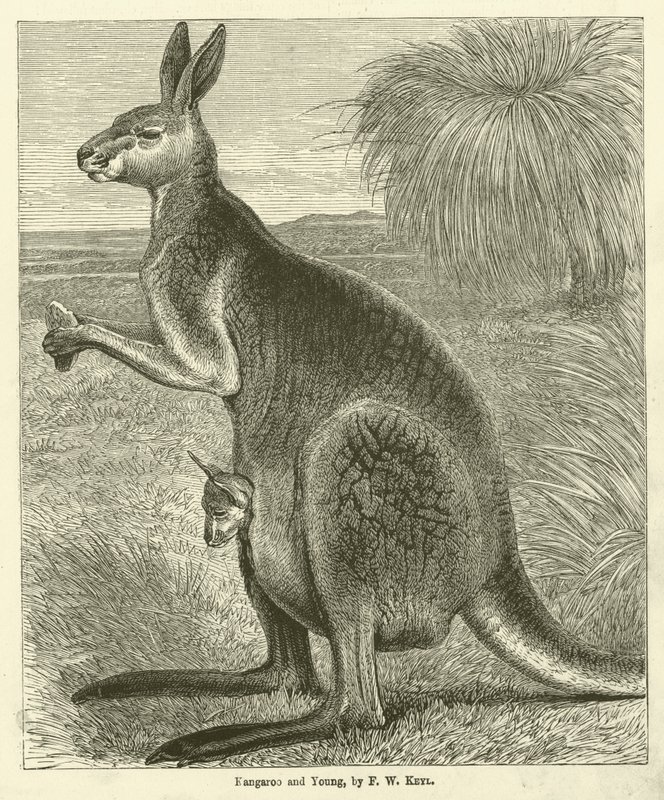 Canguro e cucciolo da Friedrich Wilhelm Keyl