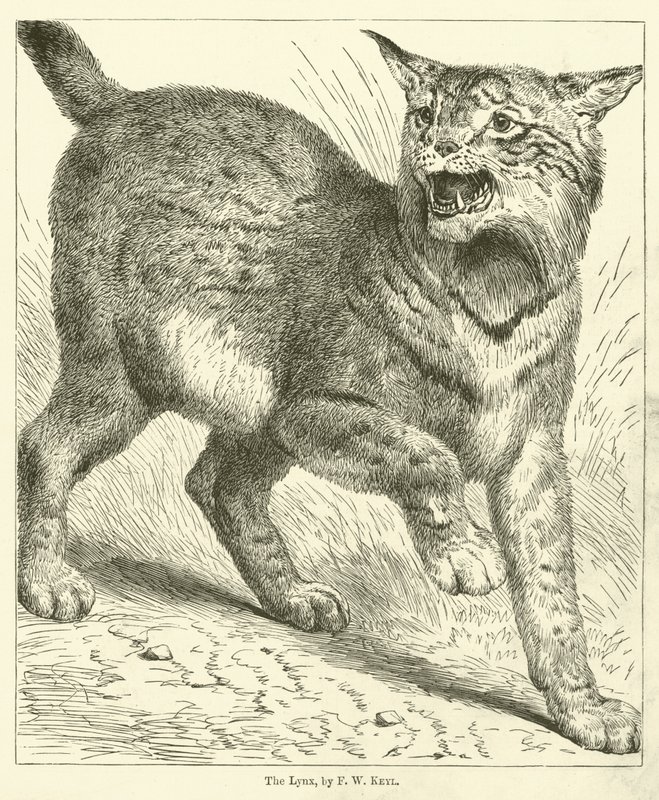La lince da Friedrich Wilhelm Keyl