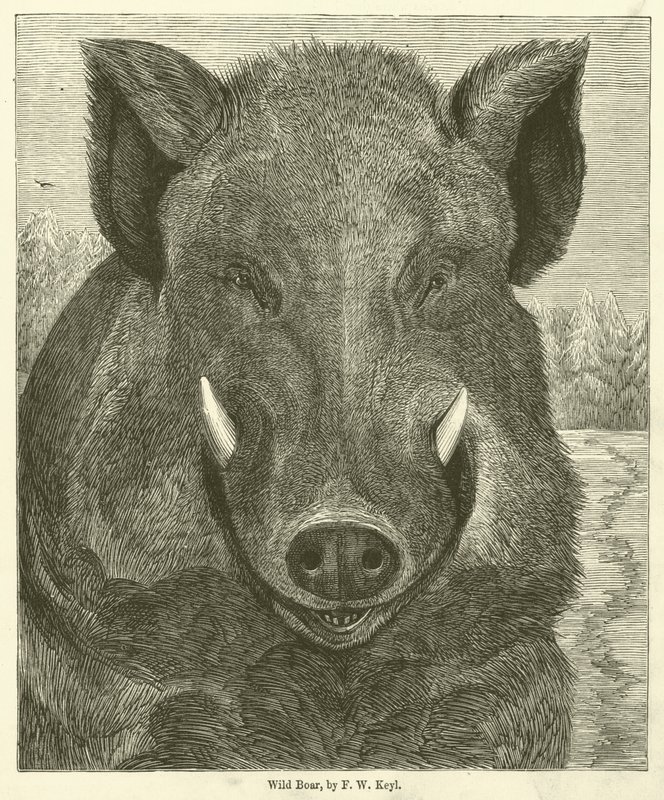 Cinghiale da Friedrich Wilhelm Keyl