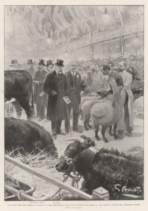 Il Re e il Principe di Galles alla Mostra del Bestiame del Club di Smithfield, 9 dicembre, Sua Maestà ispeziona le Pecore Campioni da G.S. Amato