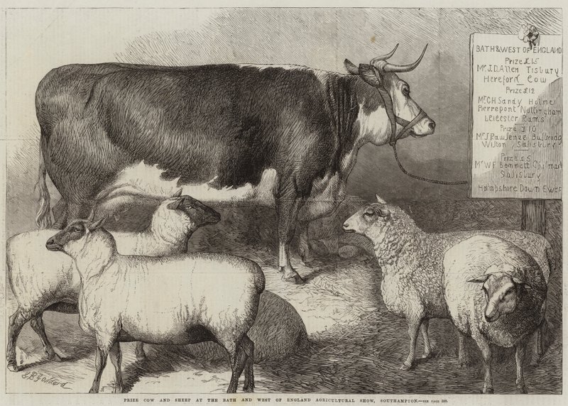 Mucca e pecora premiate alla Bath and West of England Agricultural Show, Southampton da George Bouverie Goddard