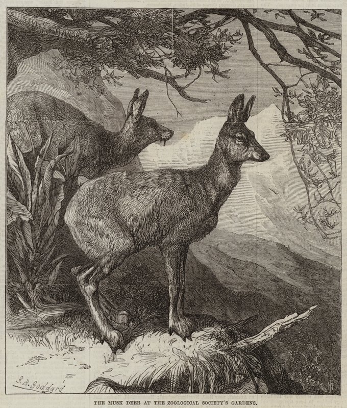 Il cervo muschiato nei giardini della Zoological Society da George Bouverie Goddard