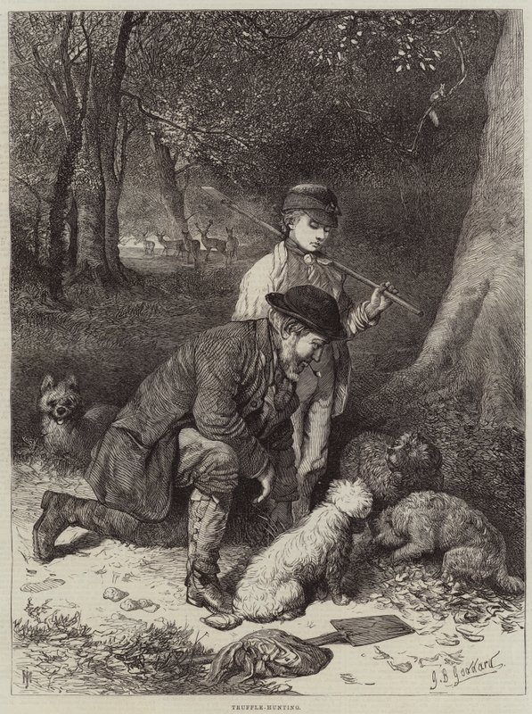 Caccia al tartufo da George Bouverie Goddard