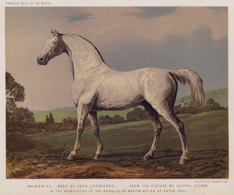 Nambrino, allevato da Lord Grosvenor, in possesso del Marchese di Westminster, a Eaton Hall (litografia a colori) da George (after) Stubbs