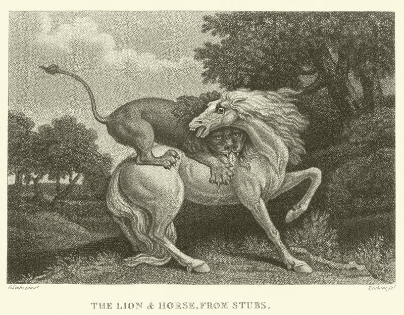 Il leone e il cavallo, da Stubs da George (after) Stubbs