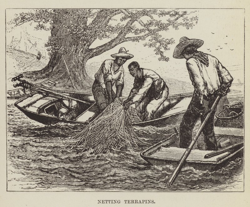 Reti per tartarughe da George Augustus Sala