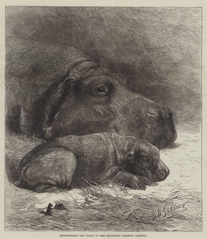 Ippopotamo e Cucciolo ai Giardini della Società Zoologica da George Bouverie Goddard