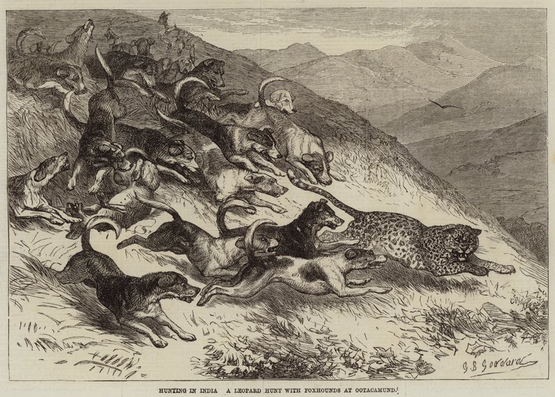 Caccia in India, una caccia al leopardo con foxhound a Ootacamund da George Bouverie Goddard