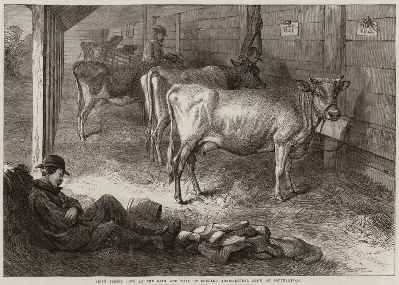 Mucche Jersey premiate alla mostra agricola di Bath e West of England a Southampton da George Bouverie Goddard