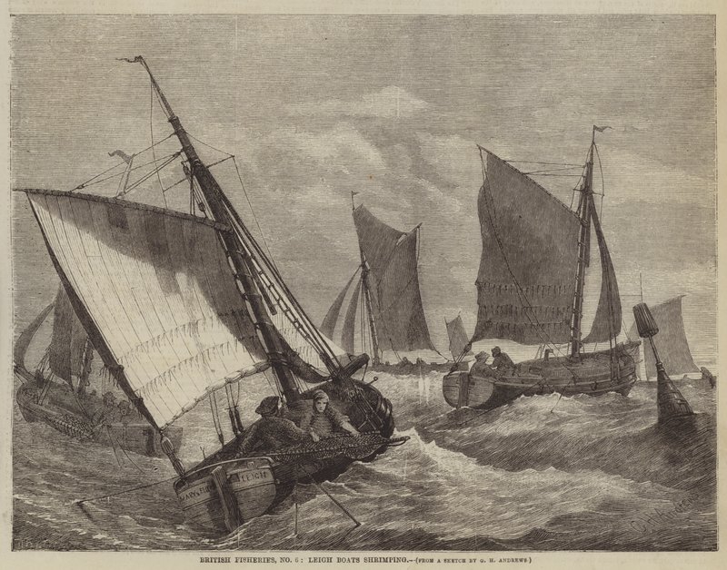 Pescherie britanniche, n. 6, barche di Leigh che pescano gamberetti da George Henry Andrews