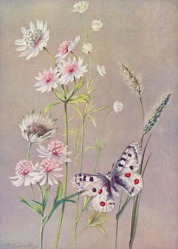 Astrantia major, A minor e la farfalla Apollo da George Jackson Flemwell