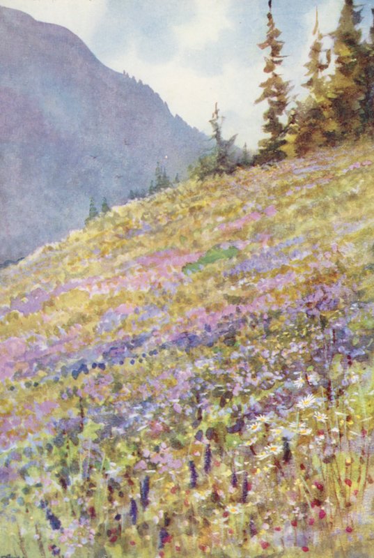 Campo di Campanula rhomboidalis sul Col de la Forclaz all