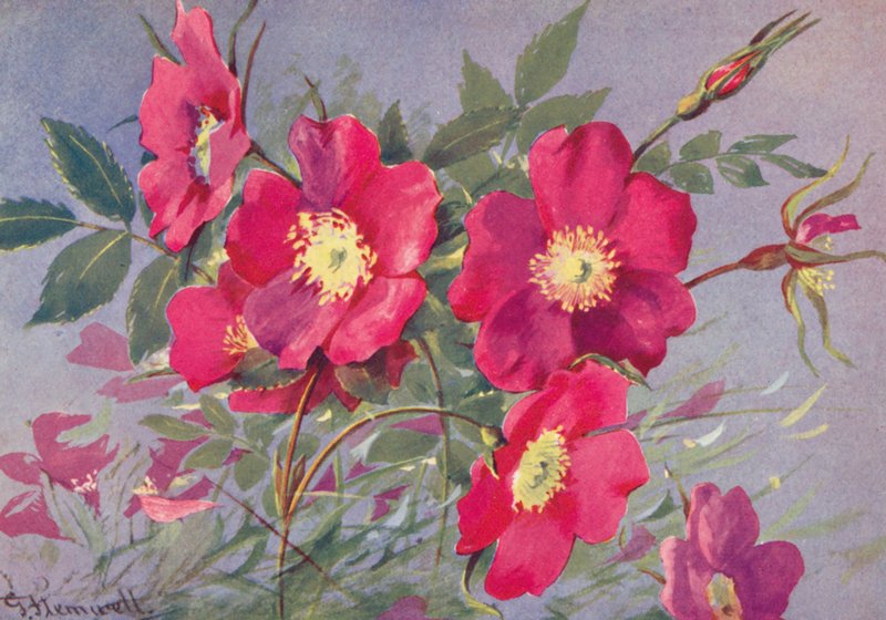 Rosa alpina, l