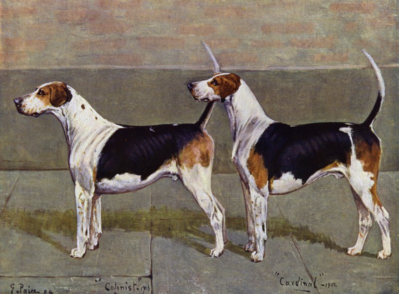 I cani da caccia di Puckeridge Colonist e Cardinal da George Paice