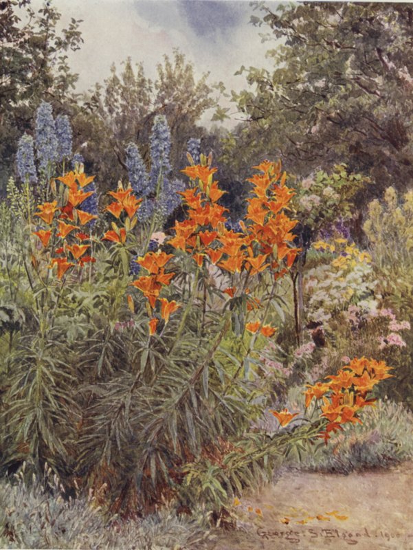 Gigli arancioni e delphinium da George Samuel Elgood
