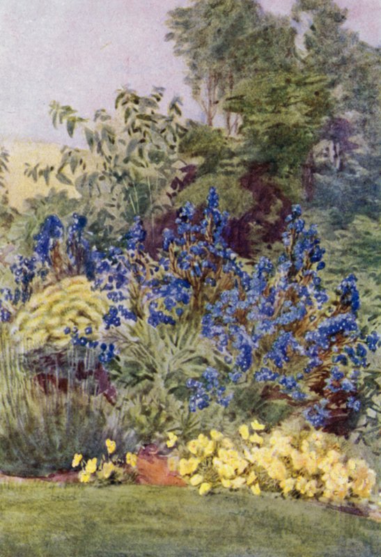 Anchusa Italica varietà Dropmore, con Clematis recta e Viole da George Soper