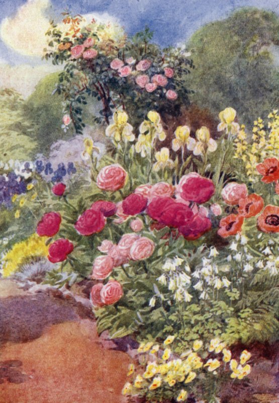 Peonie, con aquilegie, iris gialli e thermopsis da George Soper