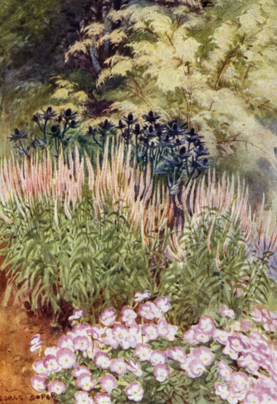 Veronica spicata rosea, con Eryngiums e Viole da George Soper