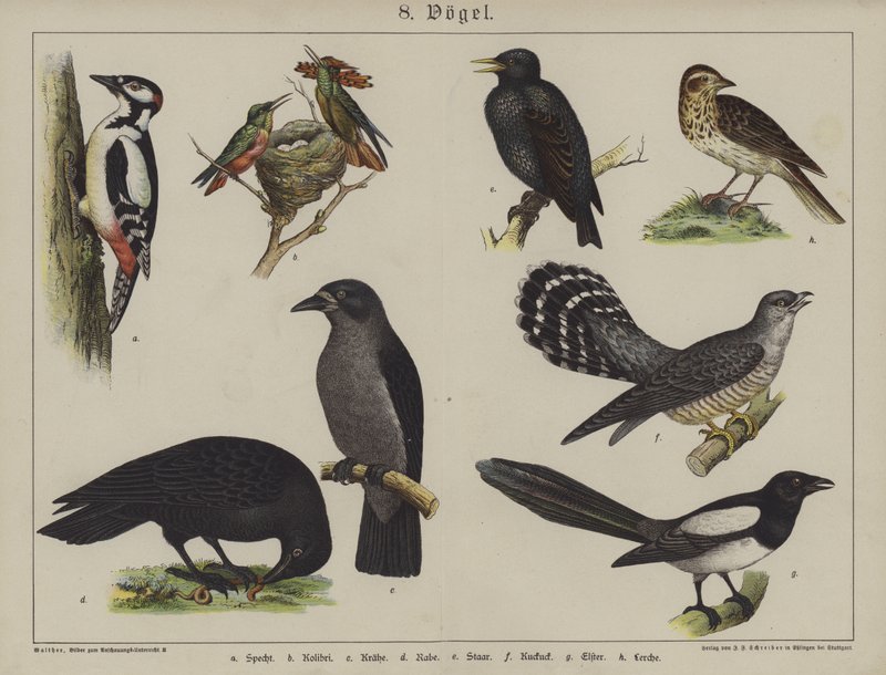 Animali da German School