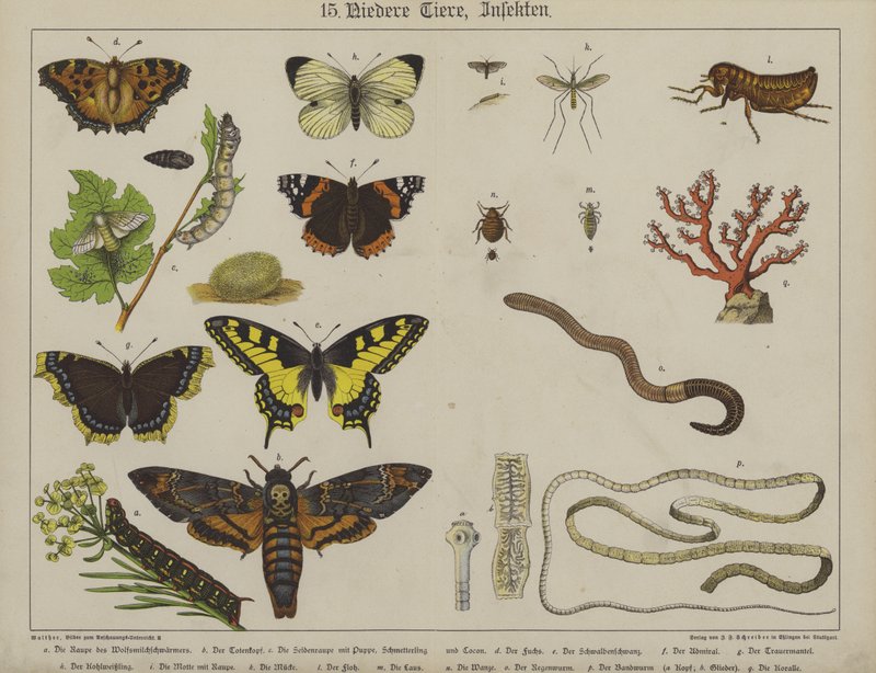 Animali da German School