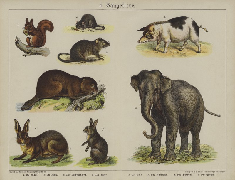 Animali da German School