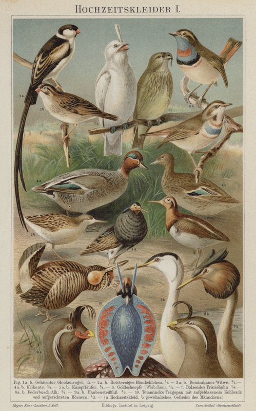 Uccelli in piumaggio nuziale da German School