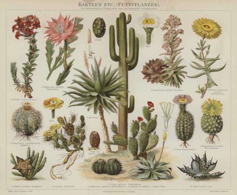 Cactus e succulente da German School