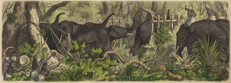 Cattura di elefanti a Ceylon da German School