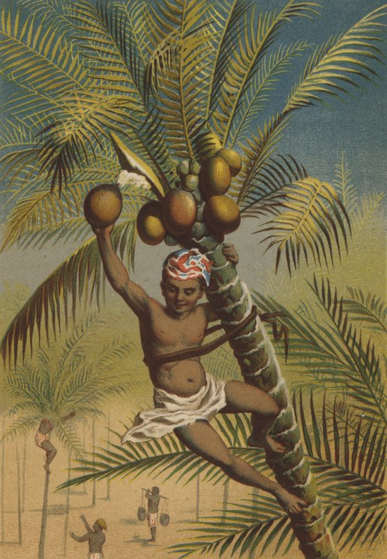 Palme da cocco da German School