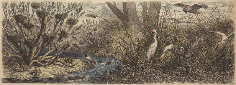 Colonia di uccelli acquatici sul fiume Tisza in Ungheria da German School